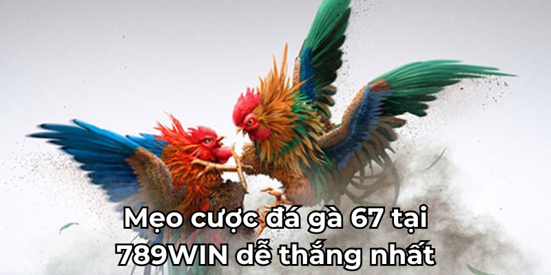 Mẹo cược ĐÁ GÀ 67 tại 789WIN dễ thắng nhất